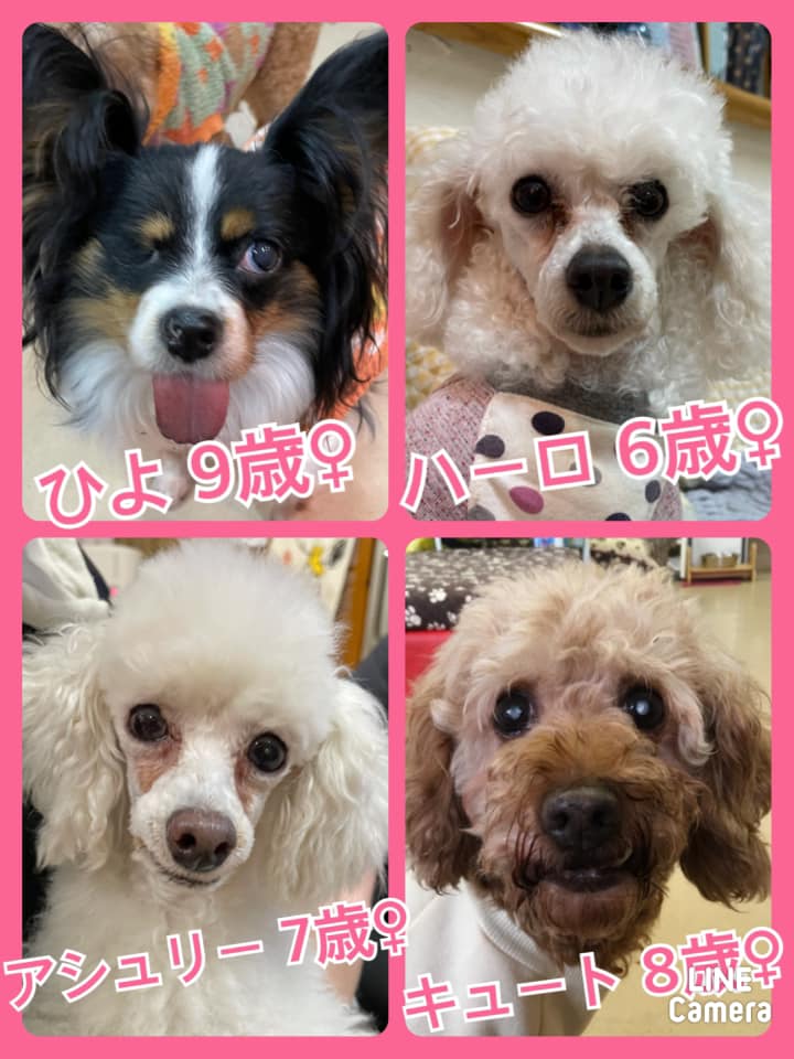 🐾今日の里親様募集中ワンコ🐶メンバーです🐾2021,2,19